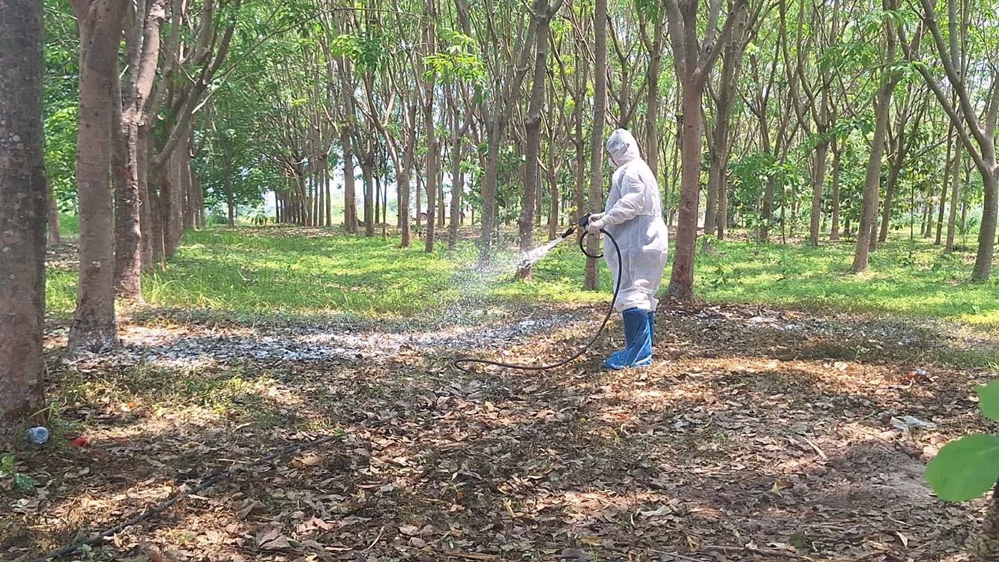 โรคแอนแทรกซ์ ใกล้ตัวเกษตรกร เกิดจากอะไร การติดต่อ การป้องกัน