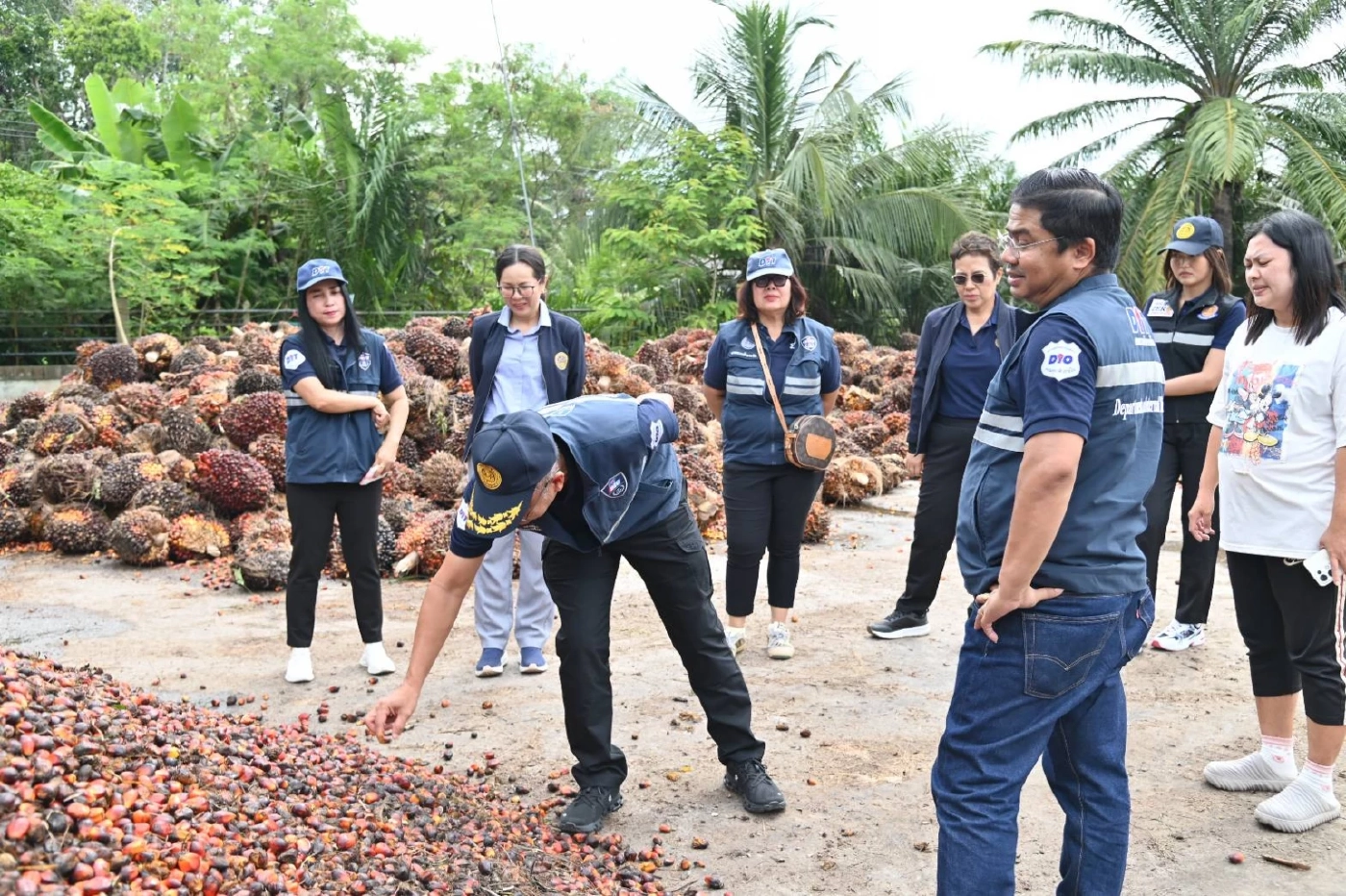 พาณิชย์คุมเข้มจุดรับซื้อปาล์ม 8 จังหวัดใต้ ดันราคาช่วยเกษตรกร