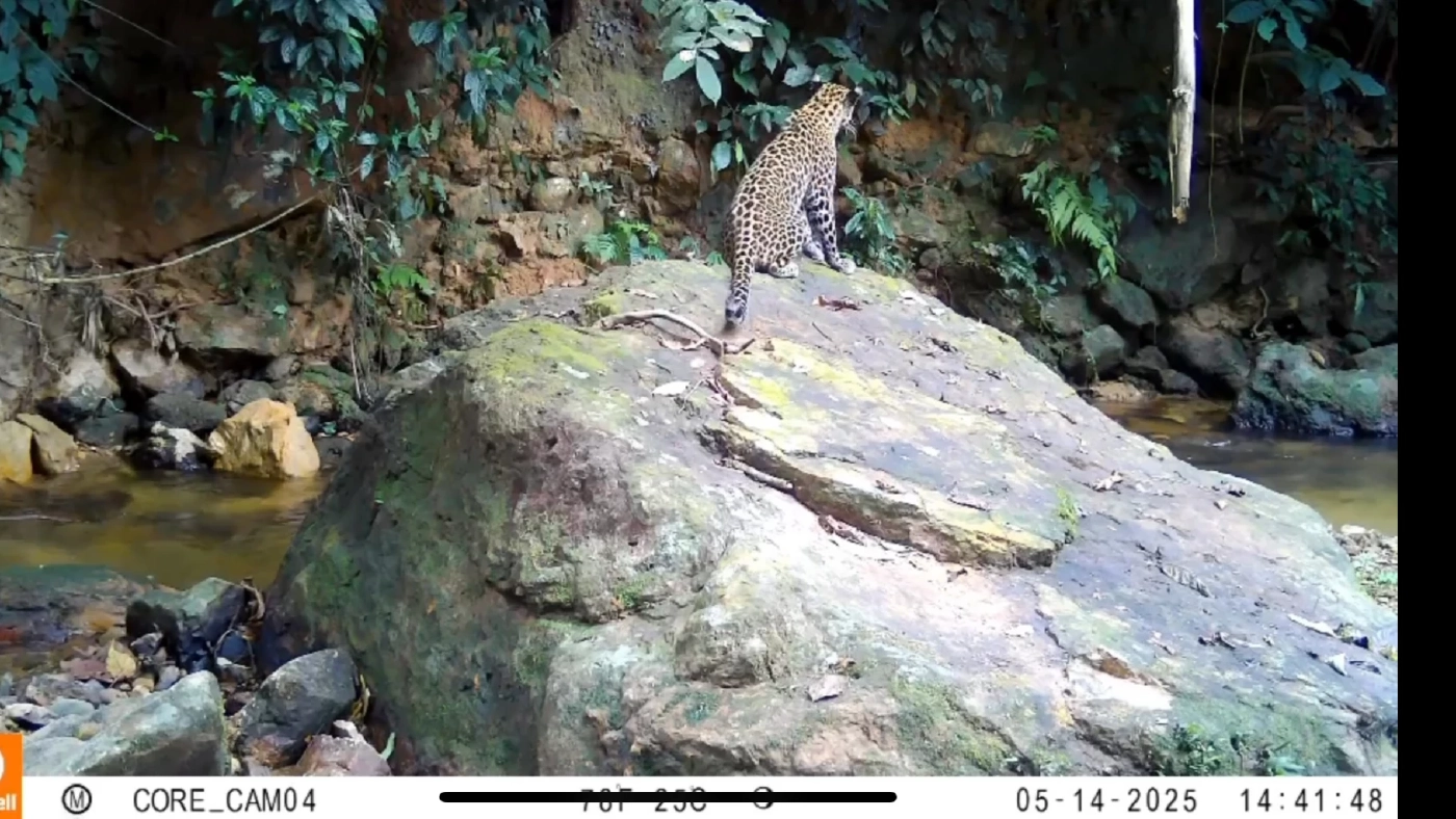 ข่าวดีจากป่ามรดกโลก! พบ "เป็ดคับแค" ครั้งแรกในอุทยานฯแก่งกระจาน