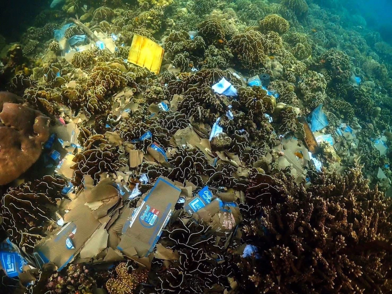 ทำความรู้จัก "ปะการังสีน้ำเงิน" สัตว์ดึกดำบรรพ์ที่ยังคงมีชีวิต