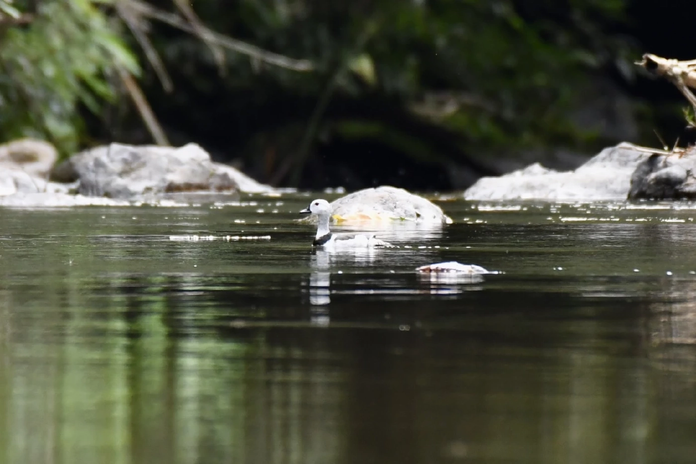 ข่าวดีจากป่ามรดกโลก! พบ "เป็ดคับแค" ครั้งแรกในอุทยานฯแก่งกระจาน