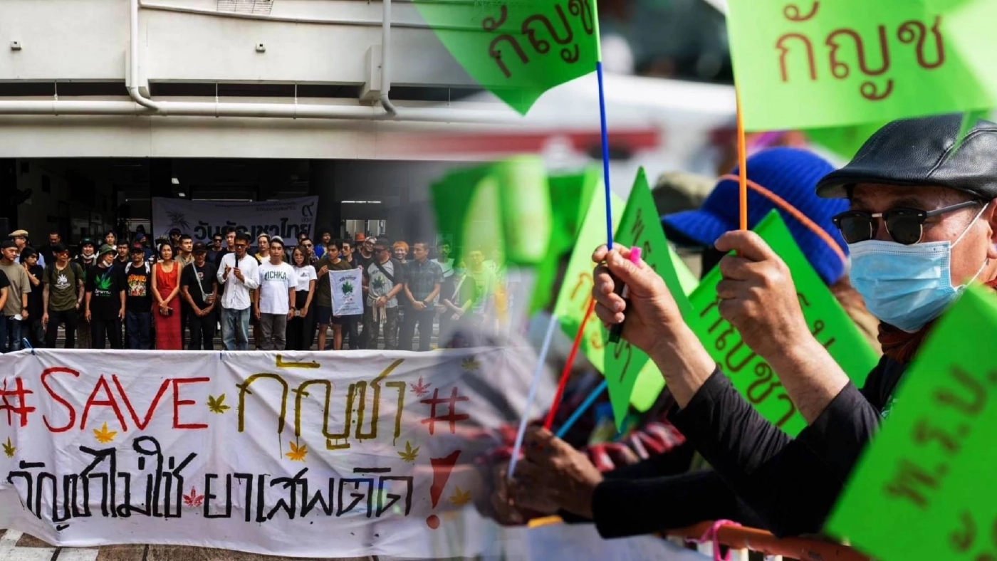 "เครือข่ายกัญชา" ฟาด "สมศักดิ์" ใช้กัญชาเป็นเครื่องมือการเมือง หวัง "ให้นายทุนผูกขาดหมื่นล้าน"