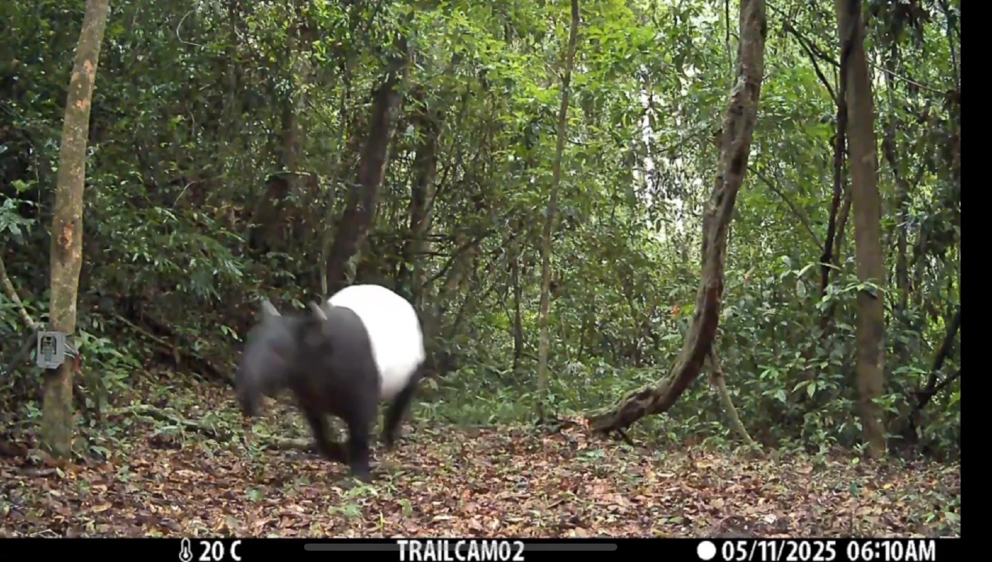 ข่าวดีจากป่ามรดกโลก! พบ "เป็ดคับแค" ครั้งแรกในอุทยานฯแก่งกระจาน