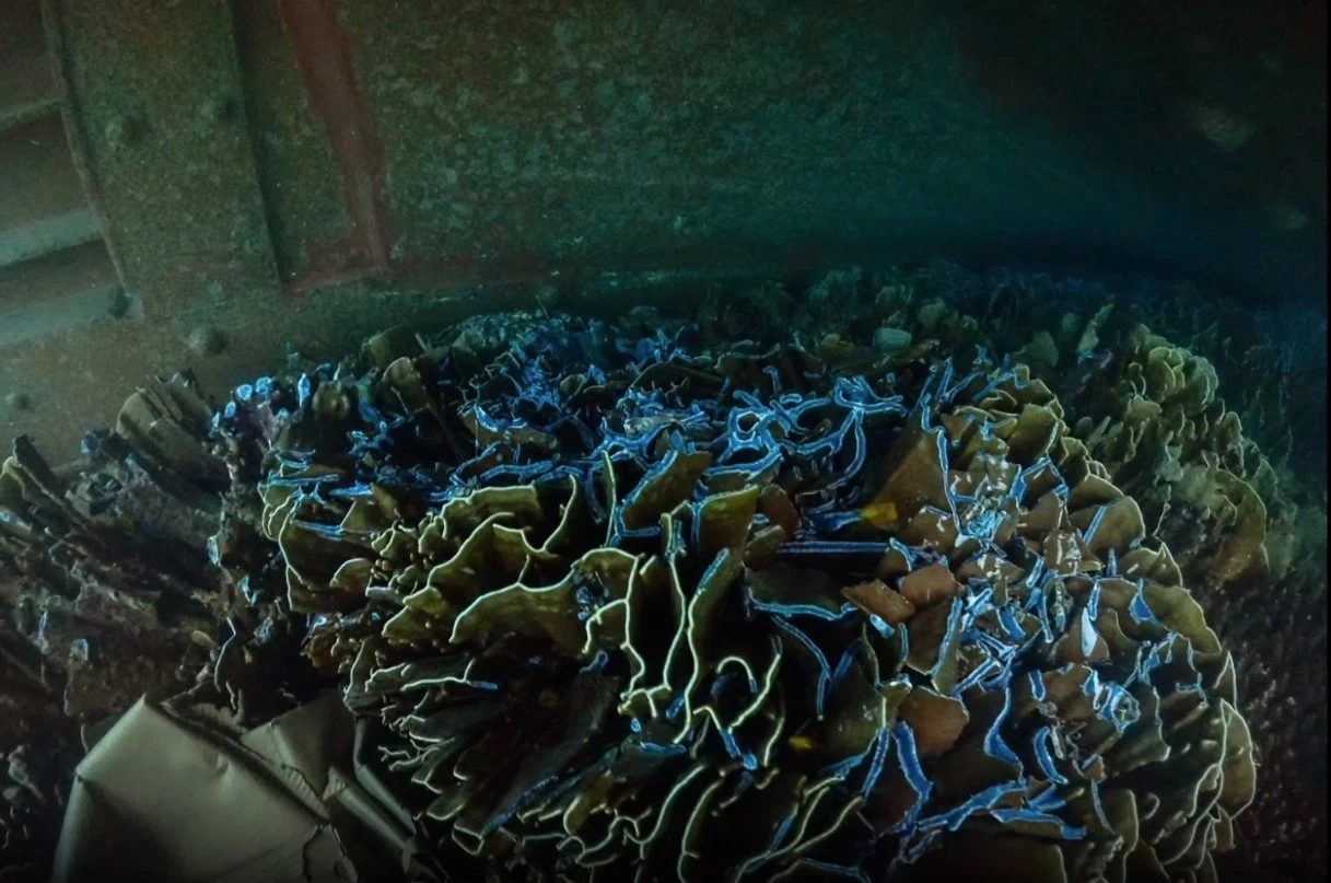 ทำความรู้จัก "ปะการังสีน้ำเงิน" สัตว์ดึกดำบรรพ์ที่ยังคงมีชีวิต