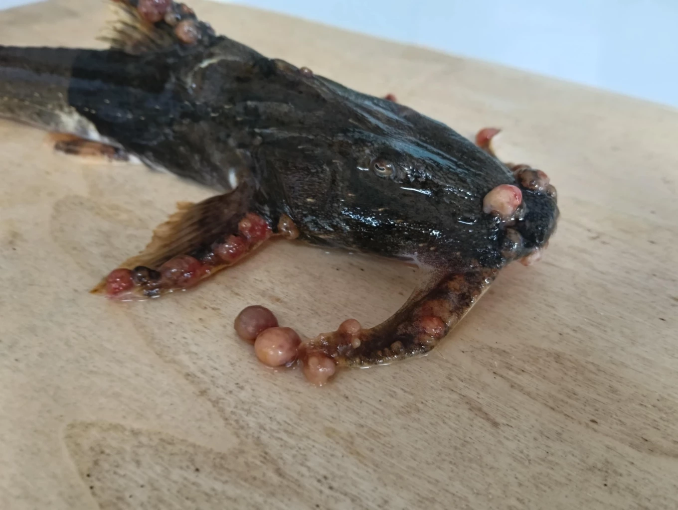 แม่น้ำกกพบปลาป่วยเพิ่ม!  ตุ่มขึ้นผิดปกติ ส่งตรวจอีก 5 ชนิด