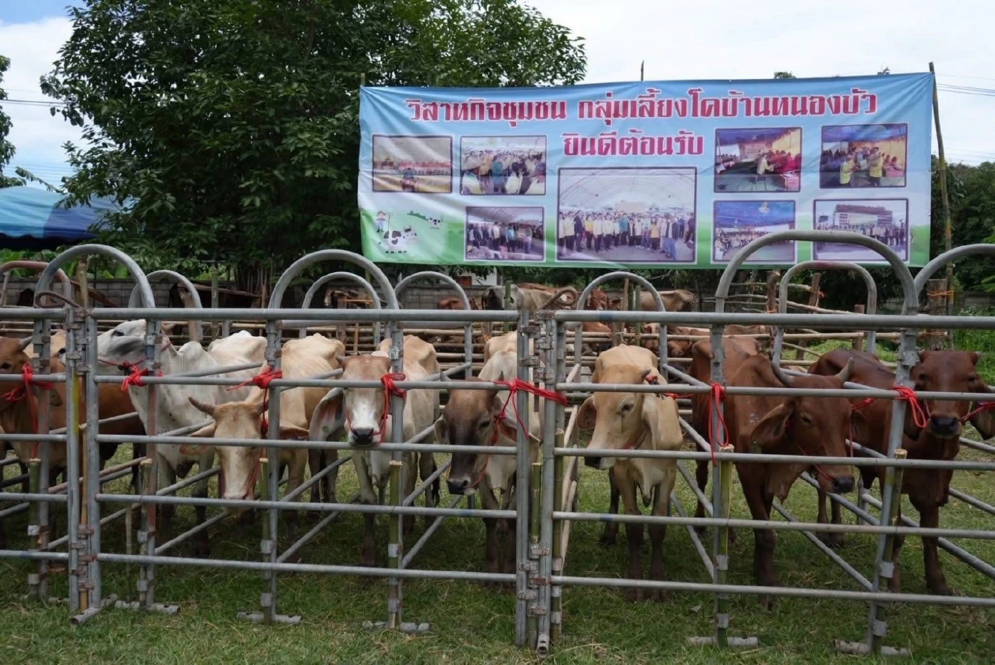 "ประธานมูลนิธิธรรมนัสพรหมเผ่า" มอบโคให้เกษตรกร จ.พะเยา