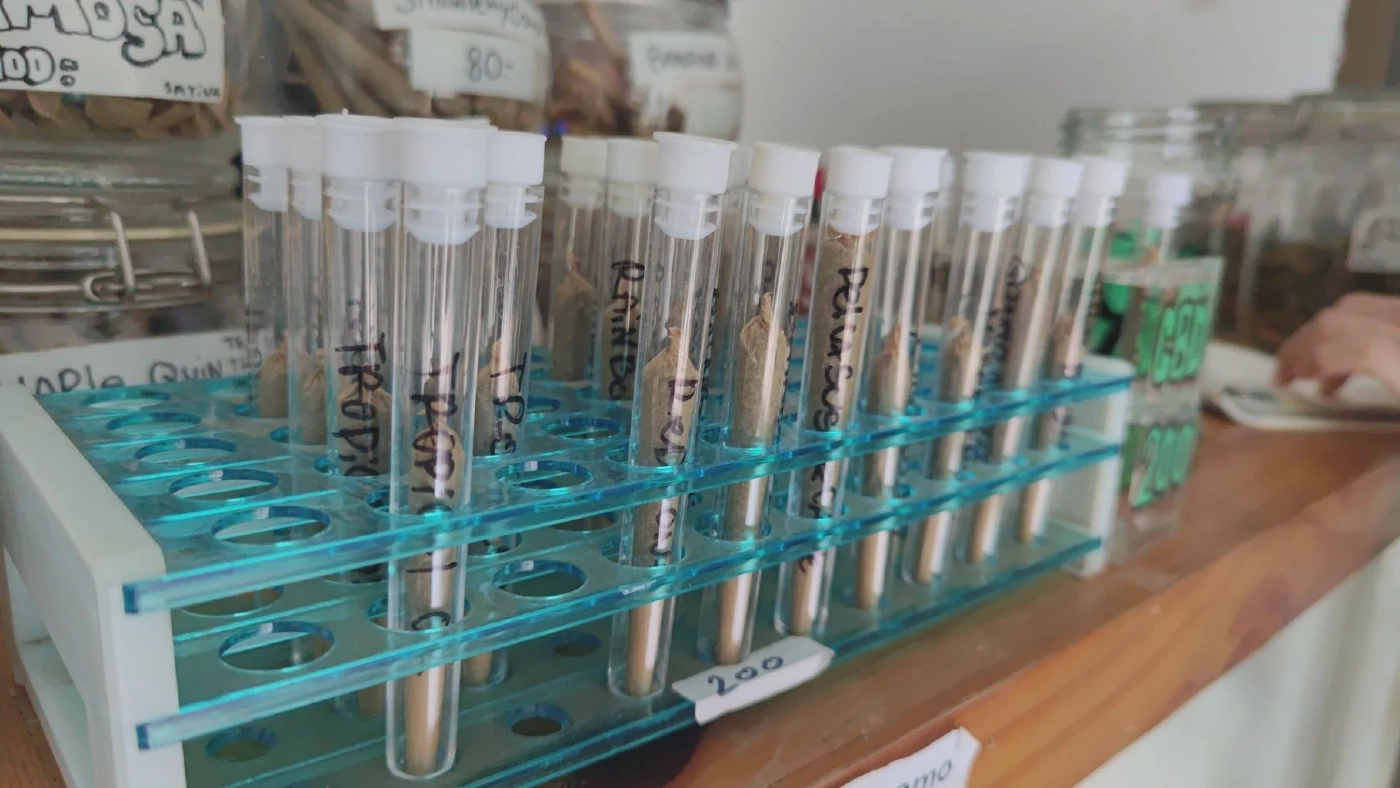 เจ้าของร้านกัญชา โอด หากรัฐบาลนำกัญชากลับเข้าบัญชียาเสพติด