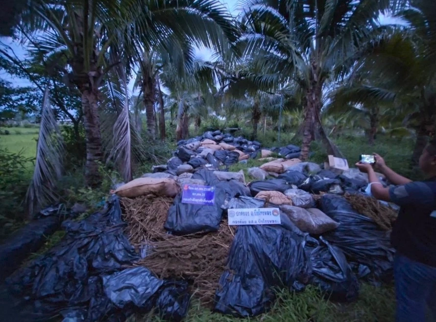 ทหารพรานตรวจยึด กัญ (ชา) แห้ง ซุกในสวนทุเรียน 620 กระสอบ