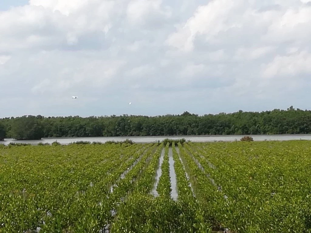 ทส.ชวนคนไทยรวมพลังฟื้นฟูป่าชายเลน "วันป่าชายเลนโลก"
