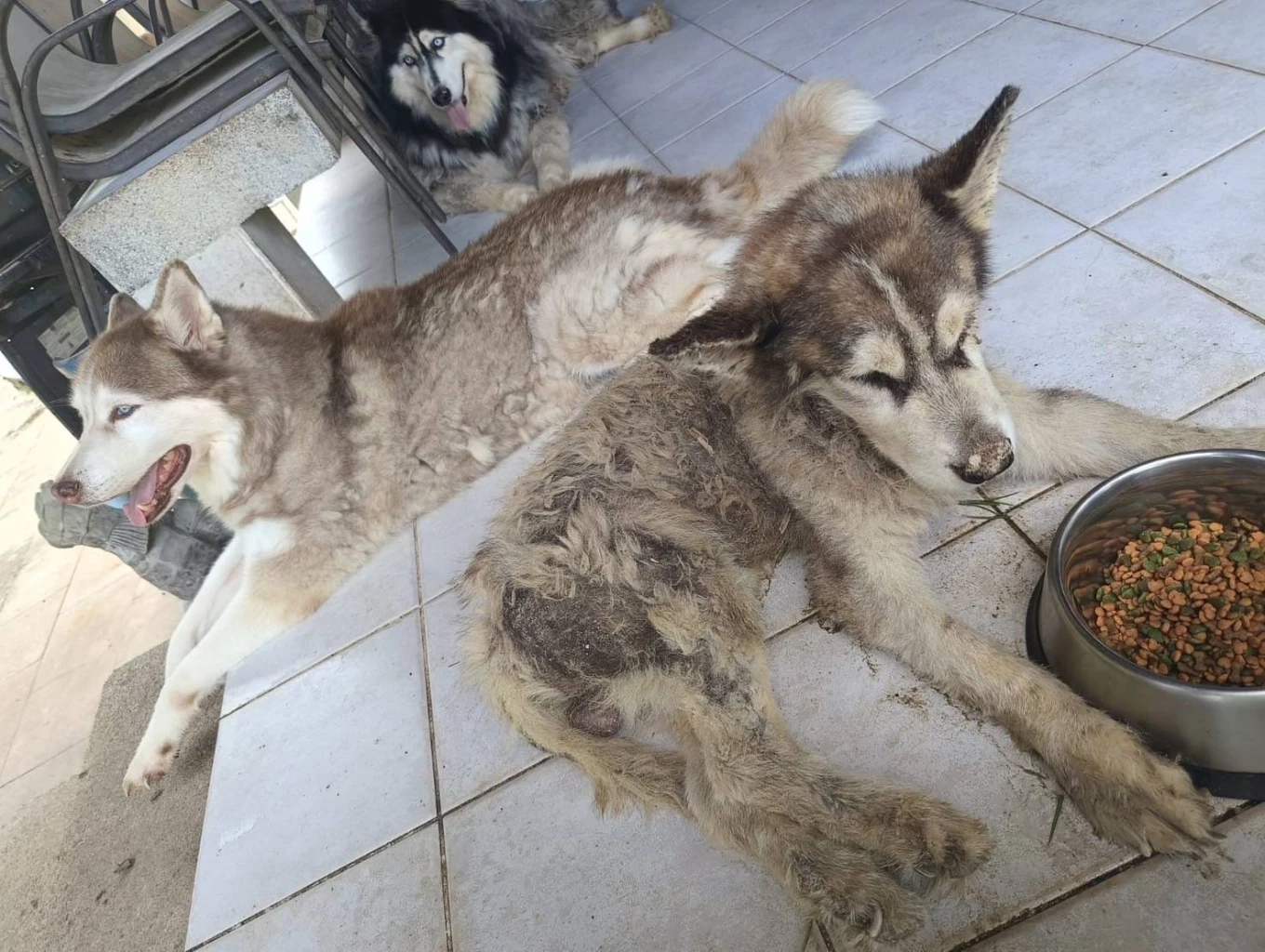 ใจร้าย! ฝรั่งฝังสุนัขทั้งเป็น โผล่หัวร้องขอความช่วยเหลือ