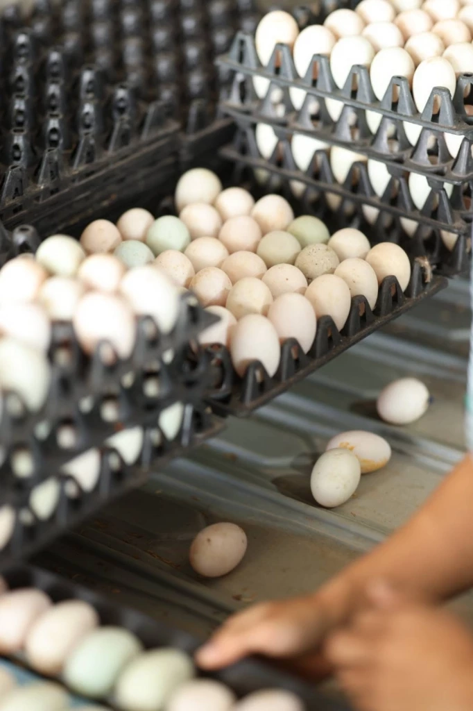 ธ.ก.ส. หนุนเกษตรกรเพิ่มศักยภาพการผลิต สร้างมูลค่าเพิ่ม