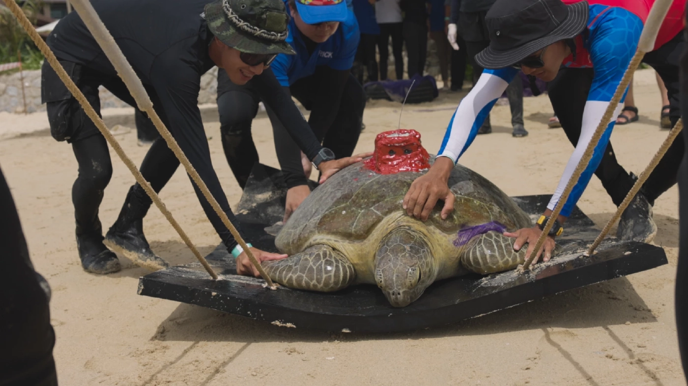 กรมทะเล ร่วมเครือข่ายอนุรักษ์ ปล่อยเต่าเป้แดง คืนสู่ธรรมชาติ