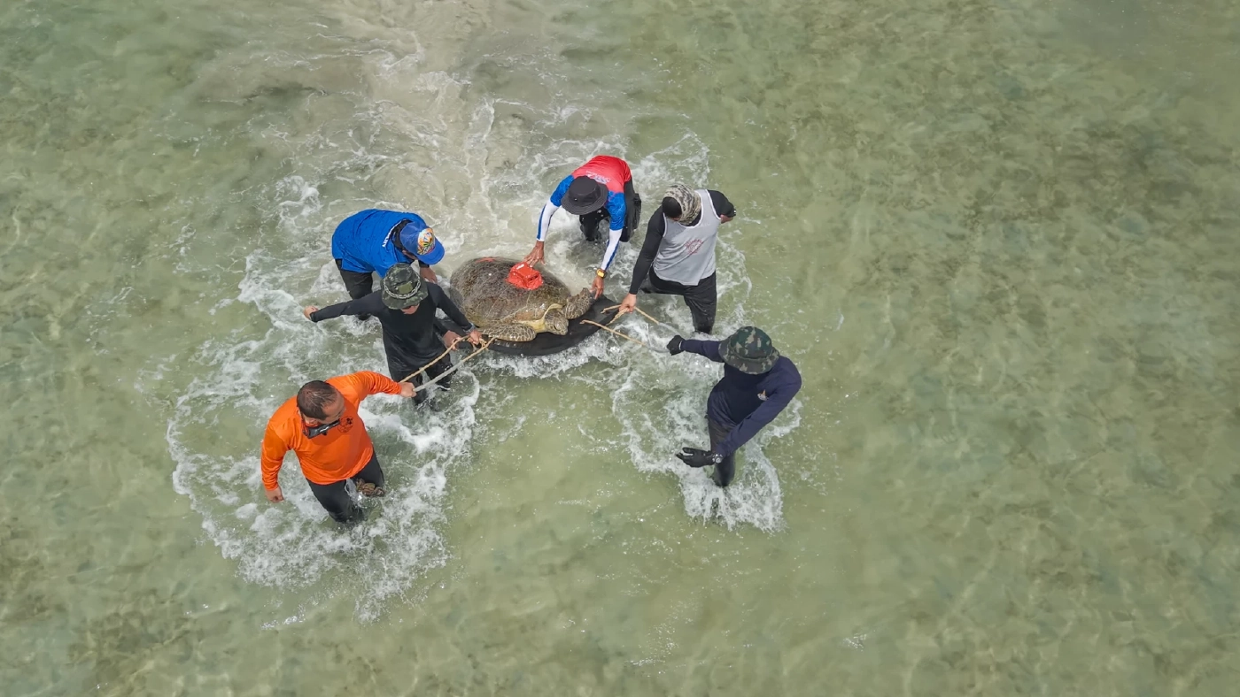 กรมทะเล ร่วมเครือข่ายอนุรักษ์ ปล่อยเต่าเป้แดง คืนสู่ธรรมชาติ