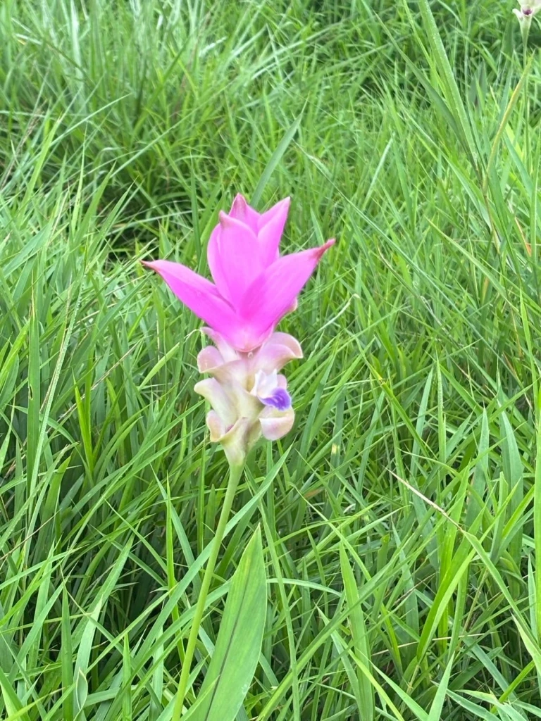 ทางหลวงพาเที่ยวชม 'ทุ่งดอกกระเจียว' มหัศจรรย์ธรรมชาติแห่งฤดูฝน