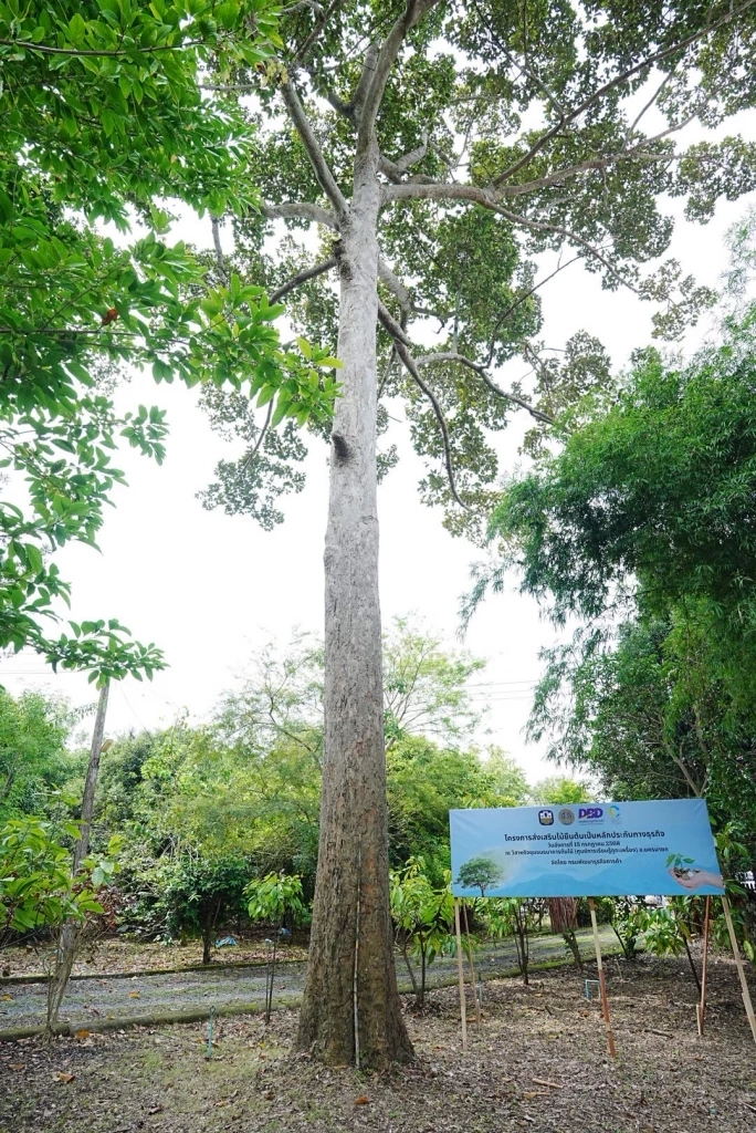 พาณิชย์หนุนเกษตรกรเข้าถึงแหล่งทุนใช้ต้นไม้หลักประกันธุรกิจ