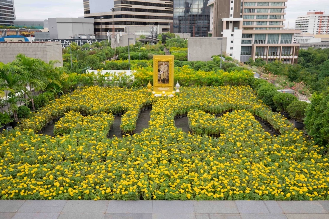 สยามพิวรรธน์ปลูกดาวเรือง 7,300 ต้น ถวายพระพรในหลวง ร.10 เนื่องในโอกาสเฉลิมพระชนมพรรษา 73 พรรษา