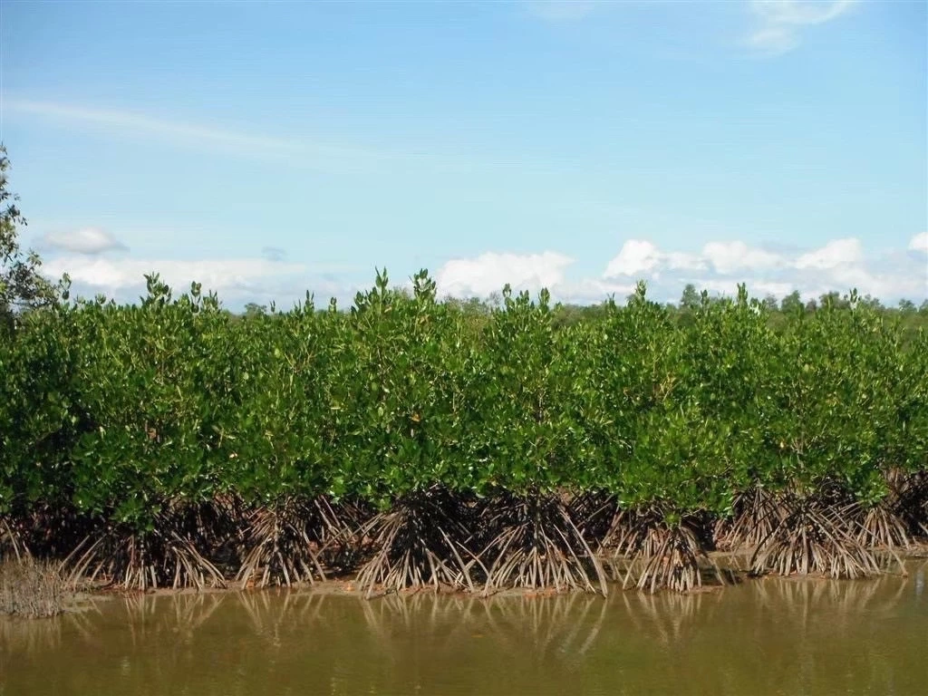 ทส.ชวนคนไทยรวมพลังฟื้นฟูป่าชายเลน "วันป่าชายเลนโลก"