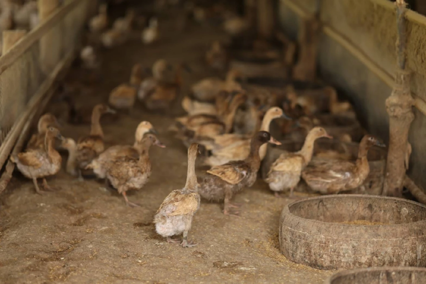 ธ.ก.ส. หนุนเกษตรกรเพิ่มศักยภาพการผลิต สร้างมูลค่าเพิ่ม