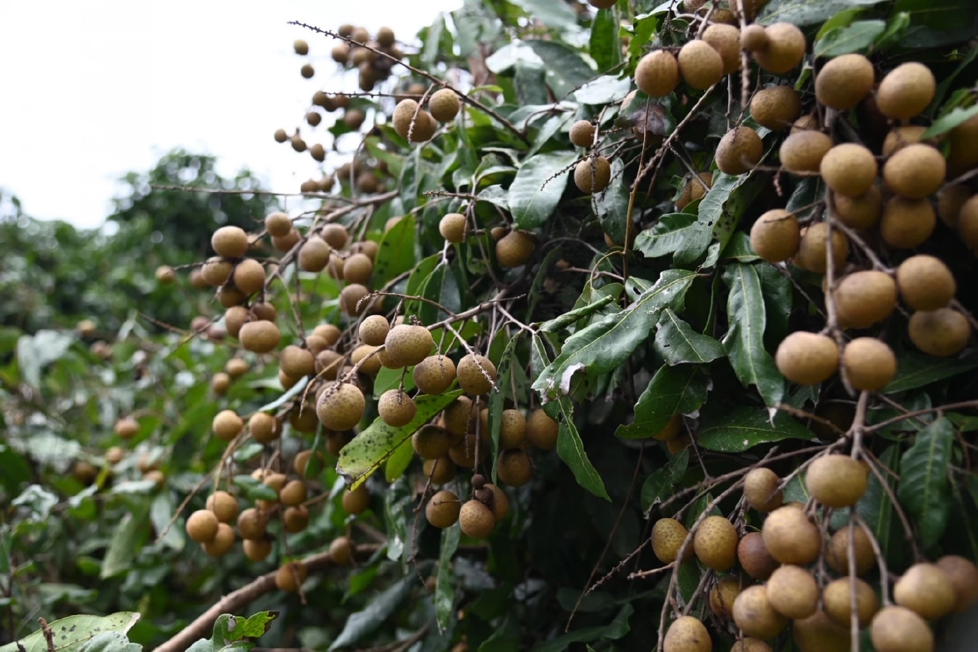 รมว.พาณิชย์ 'จตุพร' ลุยช่วยเกษตรกร 'ลดต้นทุน - พยุงราคาผลผลิต'