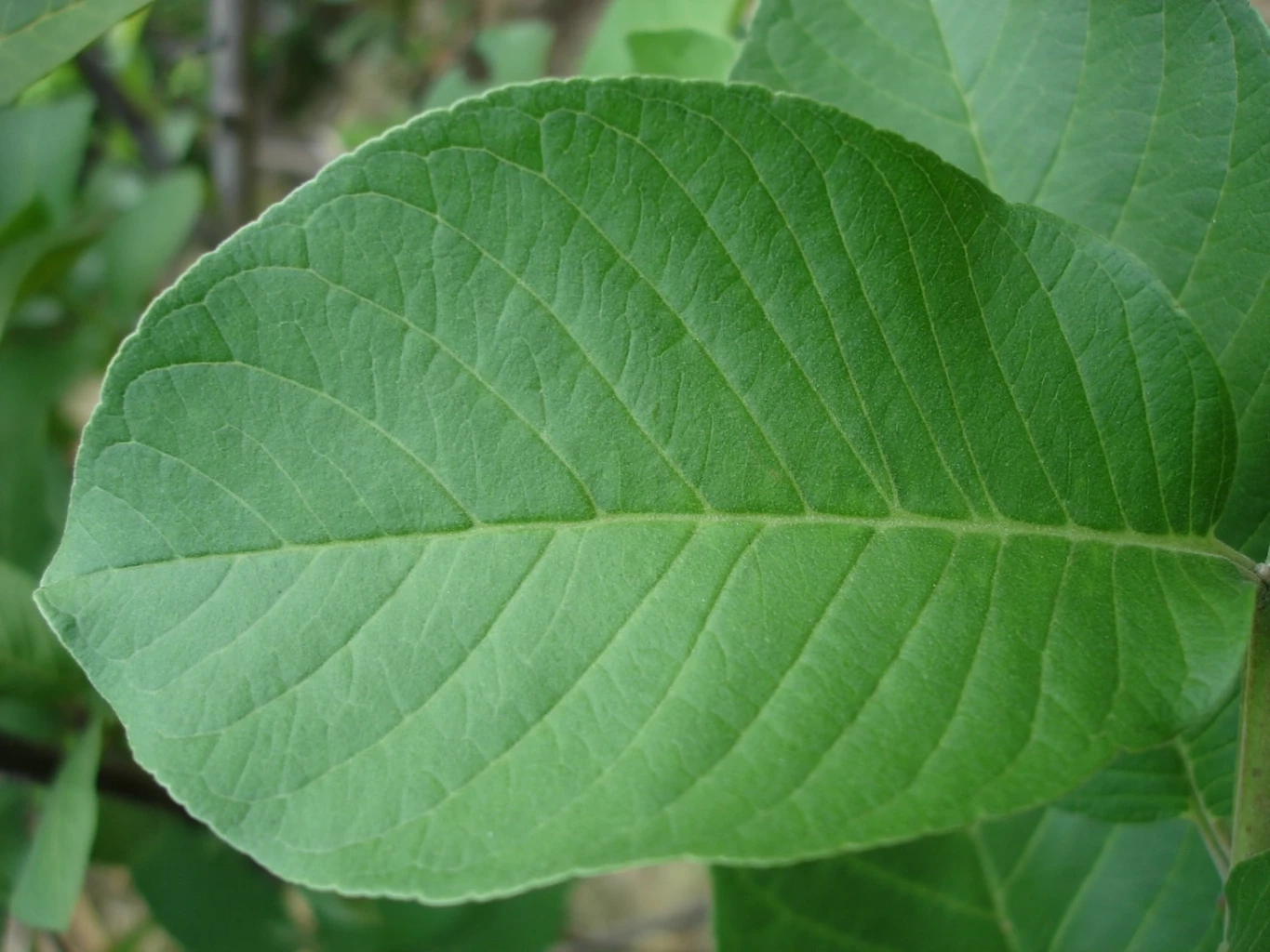 ใบฝรั่ง