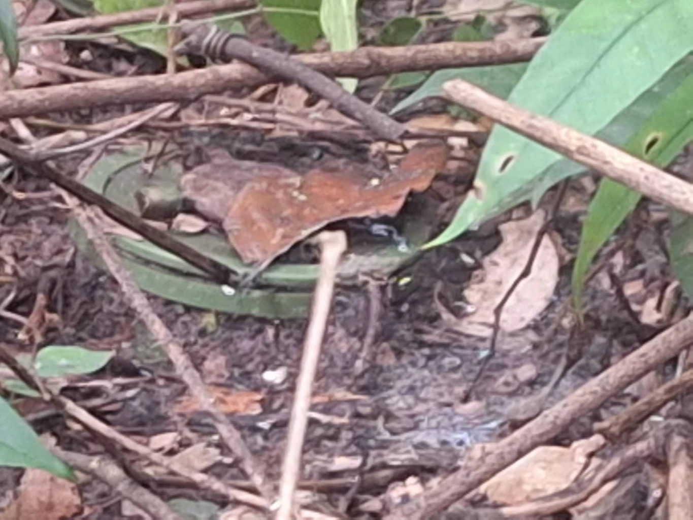 พบหน่วย BHQ ดักซุ่มตรวจการณ์ฝ่ายไทย เนิน 350 พร้อม ทุ่นระเบิด PMN-2