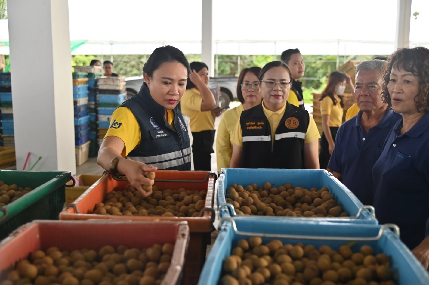 พาณิชย์เดินหน้าพยุงราคาลำไย ดึงโรงอบรับซื้อ 100,000 ตัน