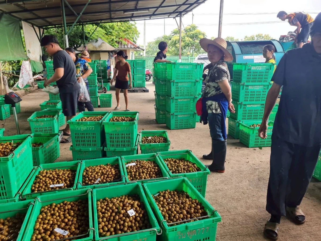 พาณิชย์นำผู้ประกอบการซื้อลำไยแก้ปัญหาล้งซื้อไม่ทัน