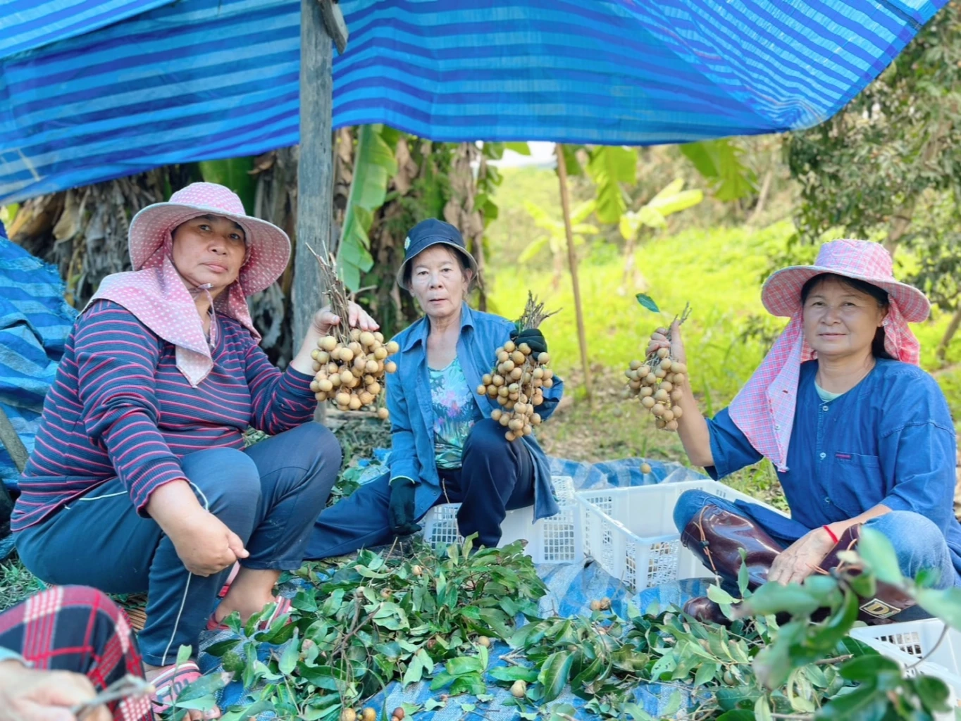 เกษตรกรเชียงใหม่ ขอบคุณ “ธนาคารที่ดิน” ช่วยเหลือให้มีที่ดินมีคุณภาพชีวิตดีขึ้น