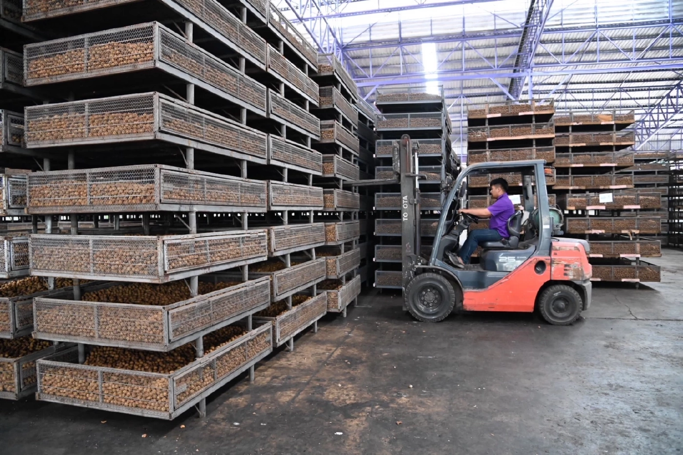 พาณิชย์นำผู้ประกอบการซื้อลำไยแก้ปัญหาล้งซื้อไม่ทัน