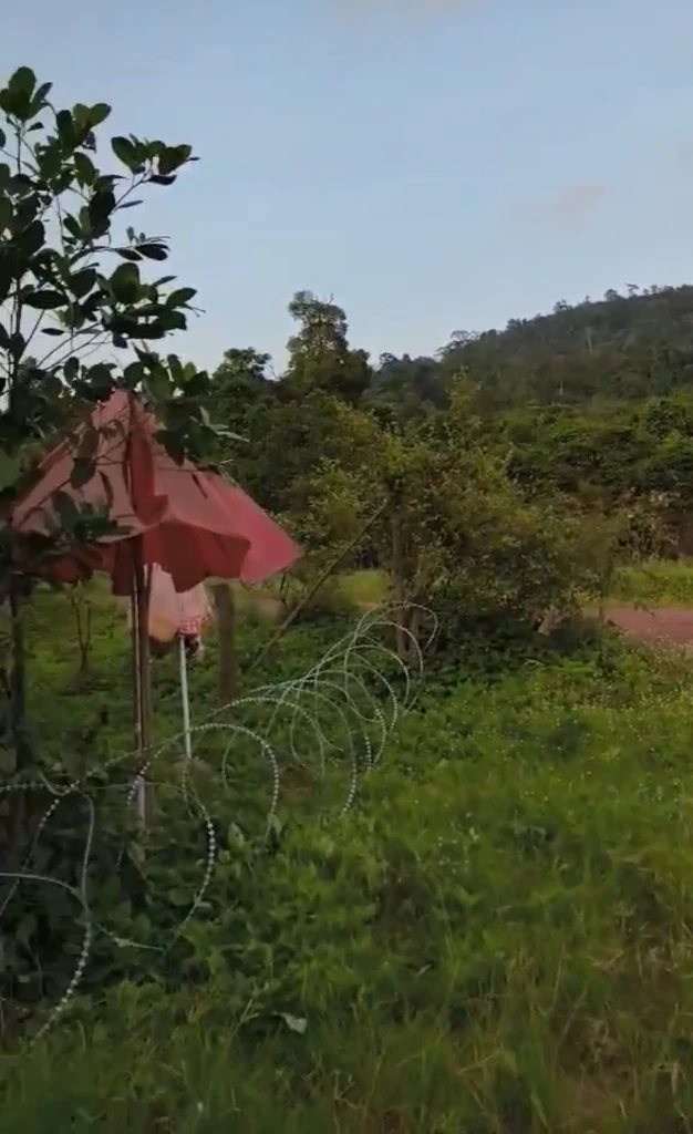 ลวดหนามหีบเพลงที่ฝั่งกัมพูชาล้อมก่อน