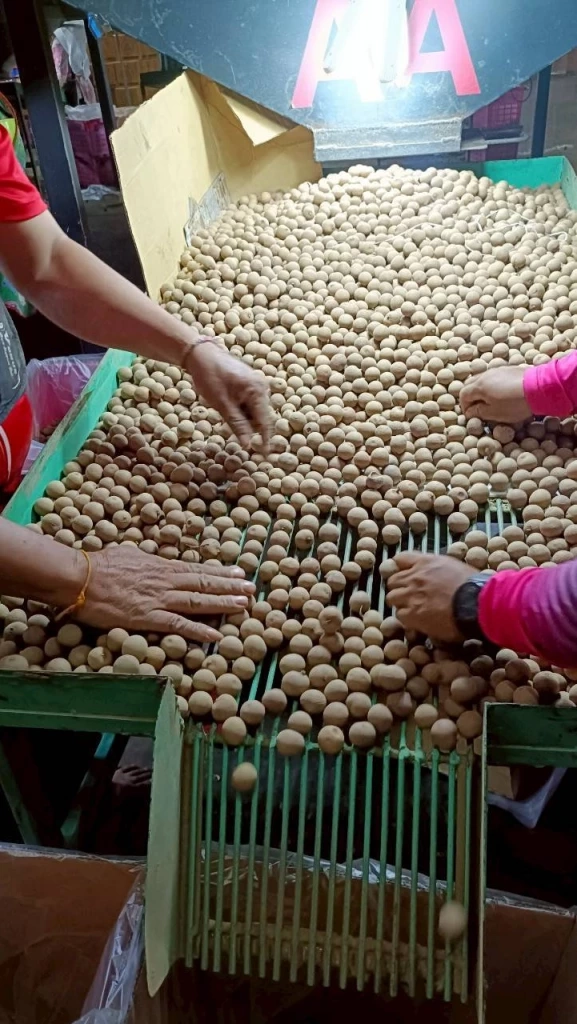 พาณิชย์นำผู้ประกอบการซื้อลำไยแก้ปัญหาล้งซื้อไม่ทัน