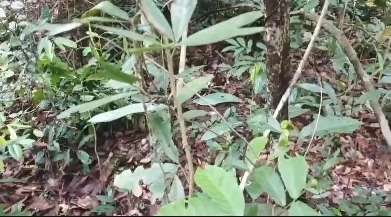 ด่วน! เจอมือถือปริศนาแถวภูมะเขือ มีคลิปเด็ดทหารกัมพูชา