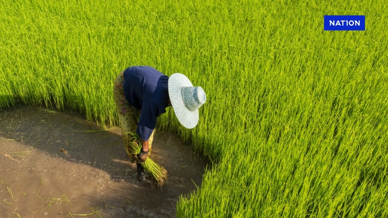 แฟ้มภาพ  สถานการณ์ชาวนาไทย