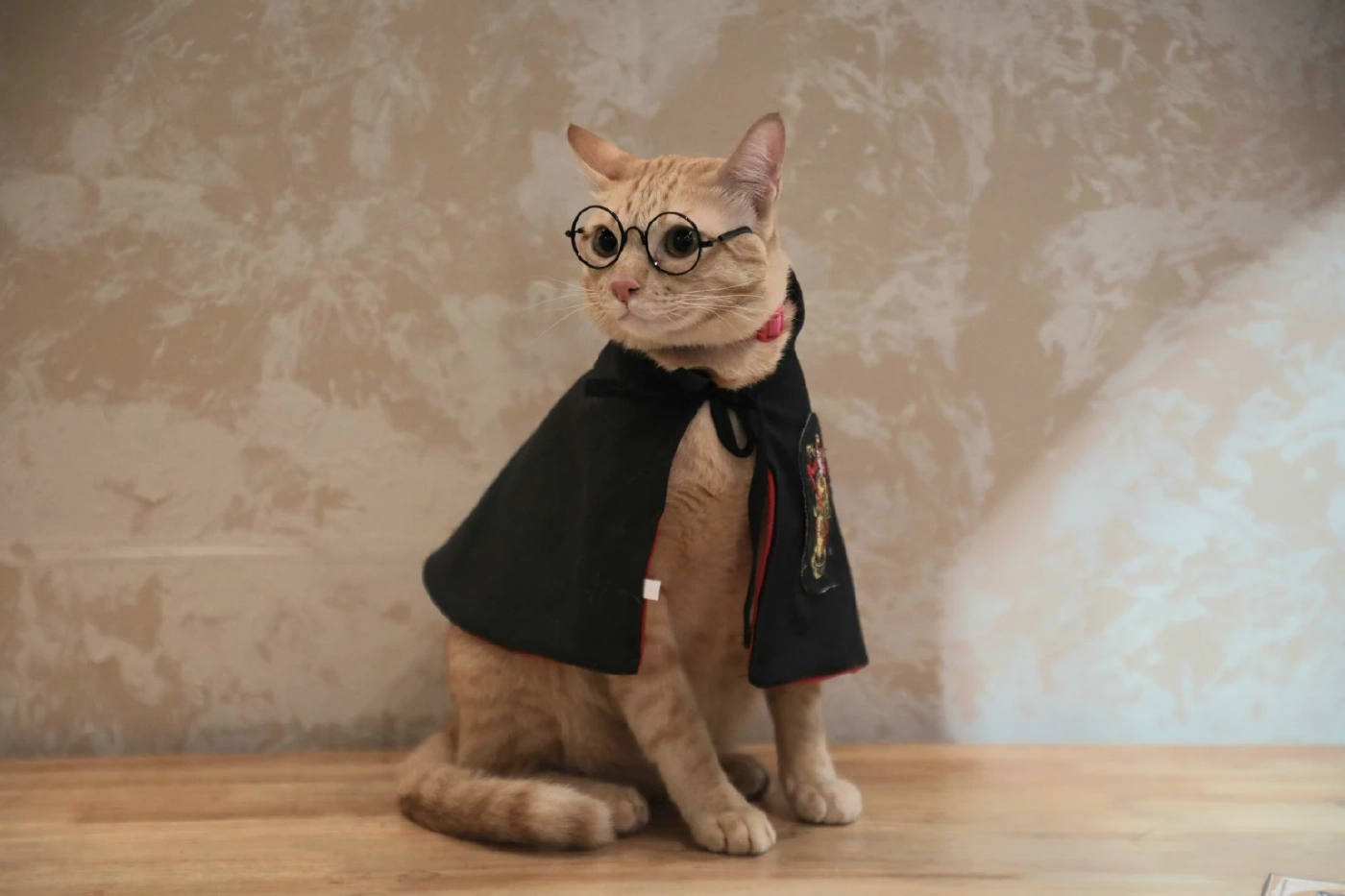 8 สิงหาฯ วันแมวสากล ไทยมีประชากรแมว เป็นอันดับ14 ของโลก