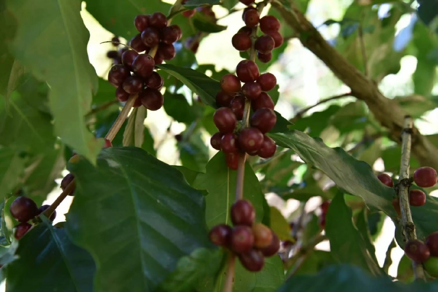 พาณิชย์ ดันกาแฟไทยเจาะตลาดจีนด้วยความตกลงการค้าเสรี