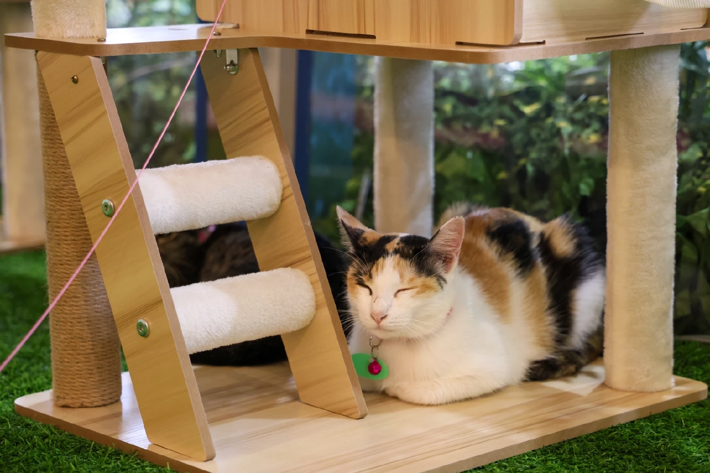 8 สิงหาฯ วันแมวสากล ไทยมีประชากรแมว เป็นอันดับ14 ของโลก