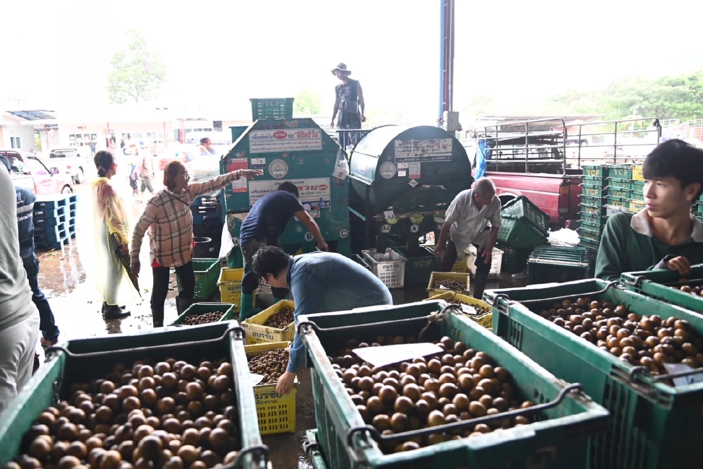 พาณิชย์นำผู้ประกอบการซื้อลำไยแก้ปัญหาล้งซื้อไม่ทัน