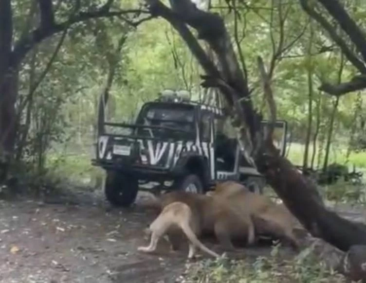 "หมอธวัชชัย" เล่านาทีสิงโตขย้ำคนเลี้ยง งงไม่ร้องให้ช่วยสักแอะ