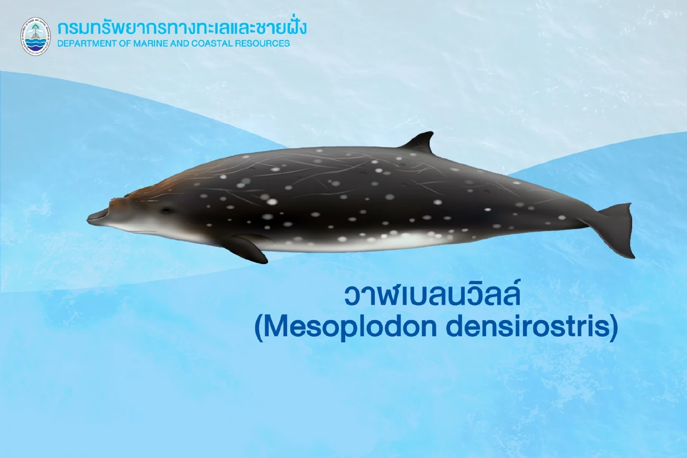 ไฟเขียว“วาฬหลังค่อม-วาฬเบลนวิลล์-โลมาริสโซ”สัตว์ป่าคุ้มครอง