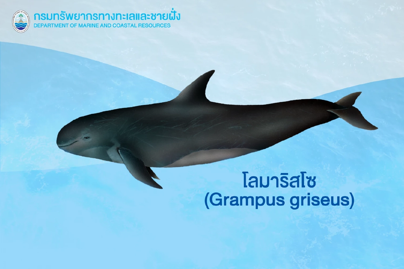 ไฟเขียว“วาฬหลังค่อม-วาฬเบลนวิลล์-โลมาริสโซ”สัตว์ป่าคุ้มครอง