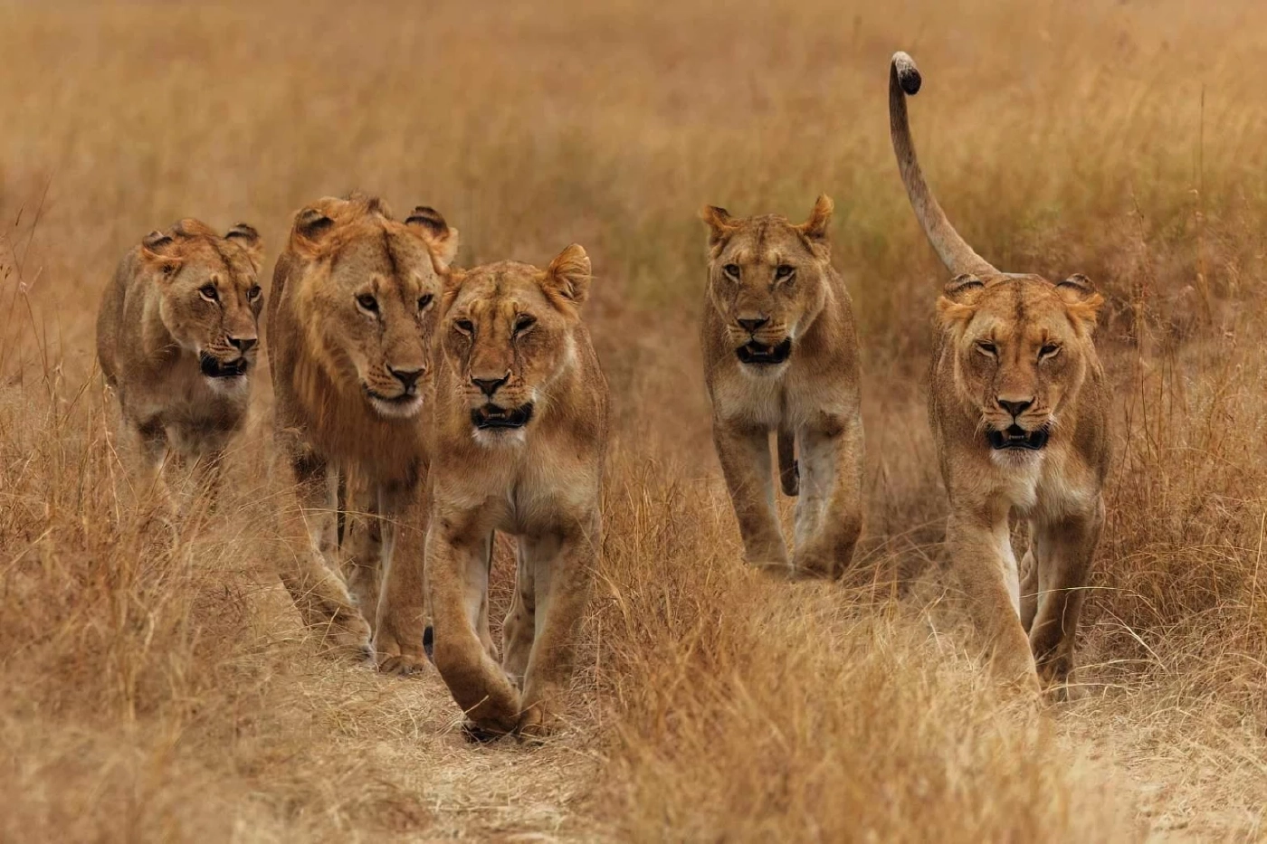 "เสือ-สิงโต" ล่าเหยื่อยังไง สัญชาตญาณนักล่าในป่าใหญ่ ที่ไม่เคยจางหาย