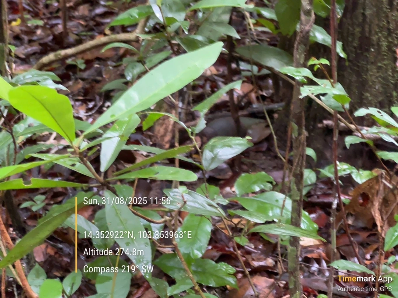 ลอบกัดไม่หยุด! ทหารกัมพูชาดอดวางทุ่มบึ้มใกล้เนิน 350 อีกแล้ว