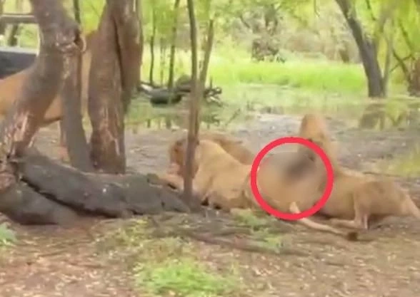 สยอง! คนงานเลี้ยงสิงโตสวนสัตว์ดัง ถูกสิงโต 5 ตัว รุมขย้ำเสียชีวิต