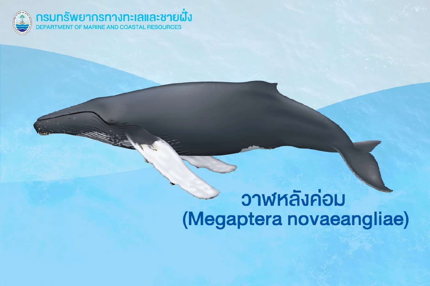 ไฟเขียว“วาฬหลังค่อม-วาฬเบลนวิลล์-โลมาริสโซ”สัตว์ป่าคุ้มครอง