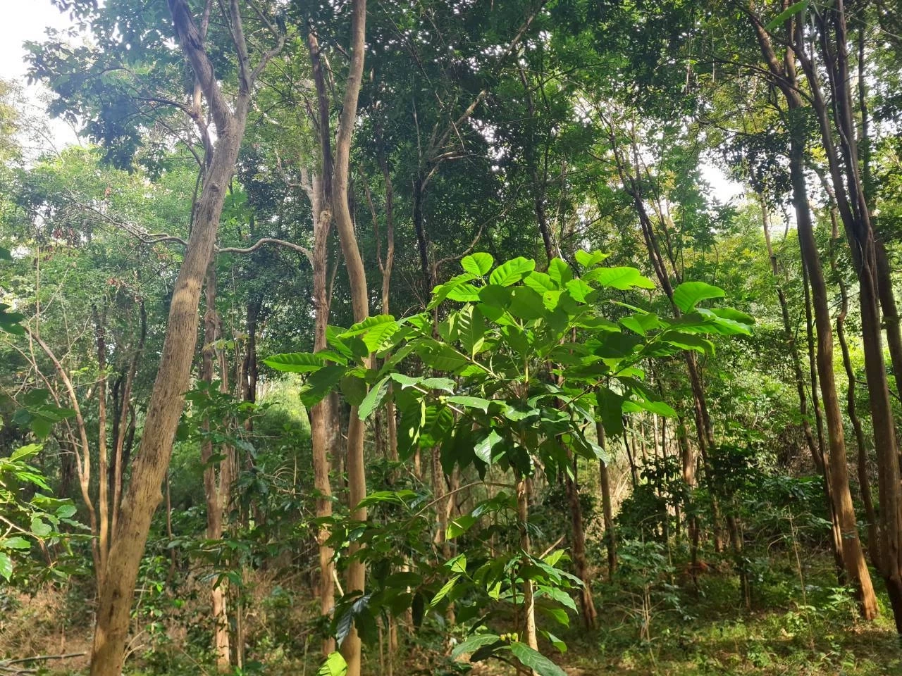 เปิดโมเดล \"สวนฆราวาส\" จากป่าดงมะไฟสู่กาแฟ GI ปลูกกาแฟกลางป่าเบญจพรรณ