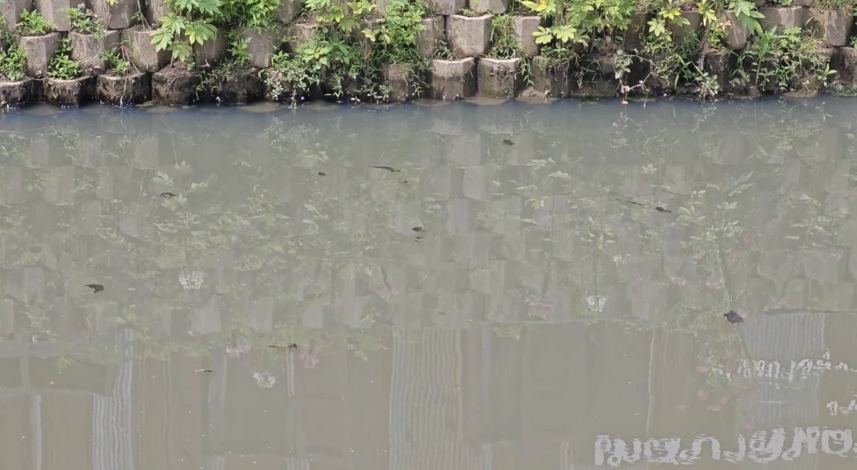 ดราม่า \"คลองแม่ข่า\" จุดเช็กอินดังเมืองเชียงใหม่ไม่ตรงปก น้ำเริ่มเน่าเสีย