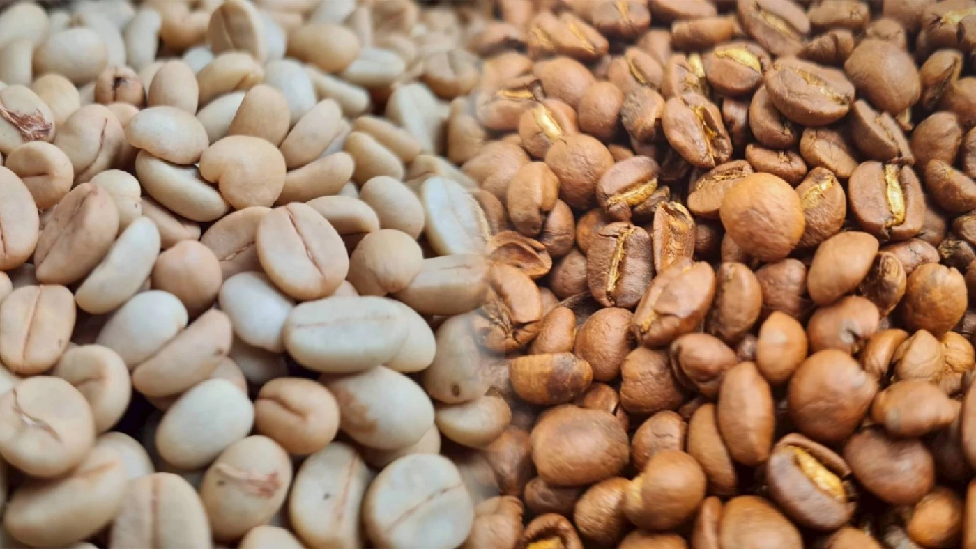 เปิดโมเดล \"สวนฆราวาส\" จากป่าดงมะไฟสู่กาแฟ GI ปลูกกาแฟกลางป่าเบญจพรรณ