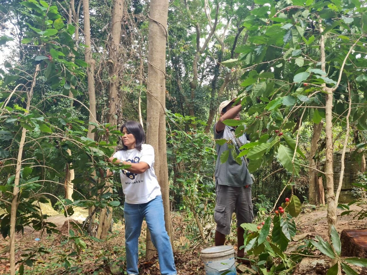 เปิดโมเดล \"สวนฆราวาส\" จากป่าดงมะไฟสู่กาแฟ GI ปลูกกาแฟกลางป่าเบญจพรรณ