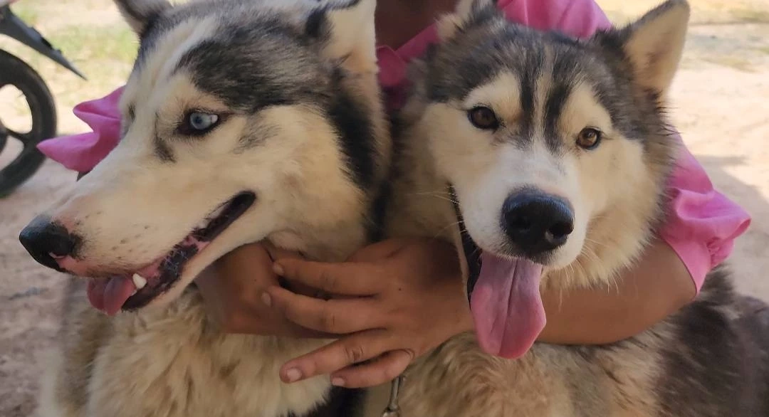 ชาวบ้านชายแดน ห่วงน้องหมาสุดรัก ประกาศหาบ้านใหม่ให้น้อง