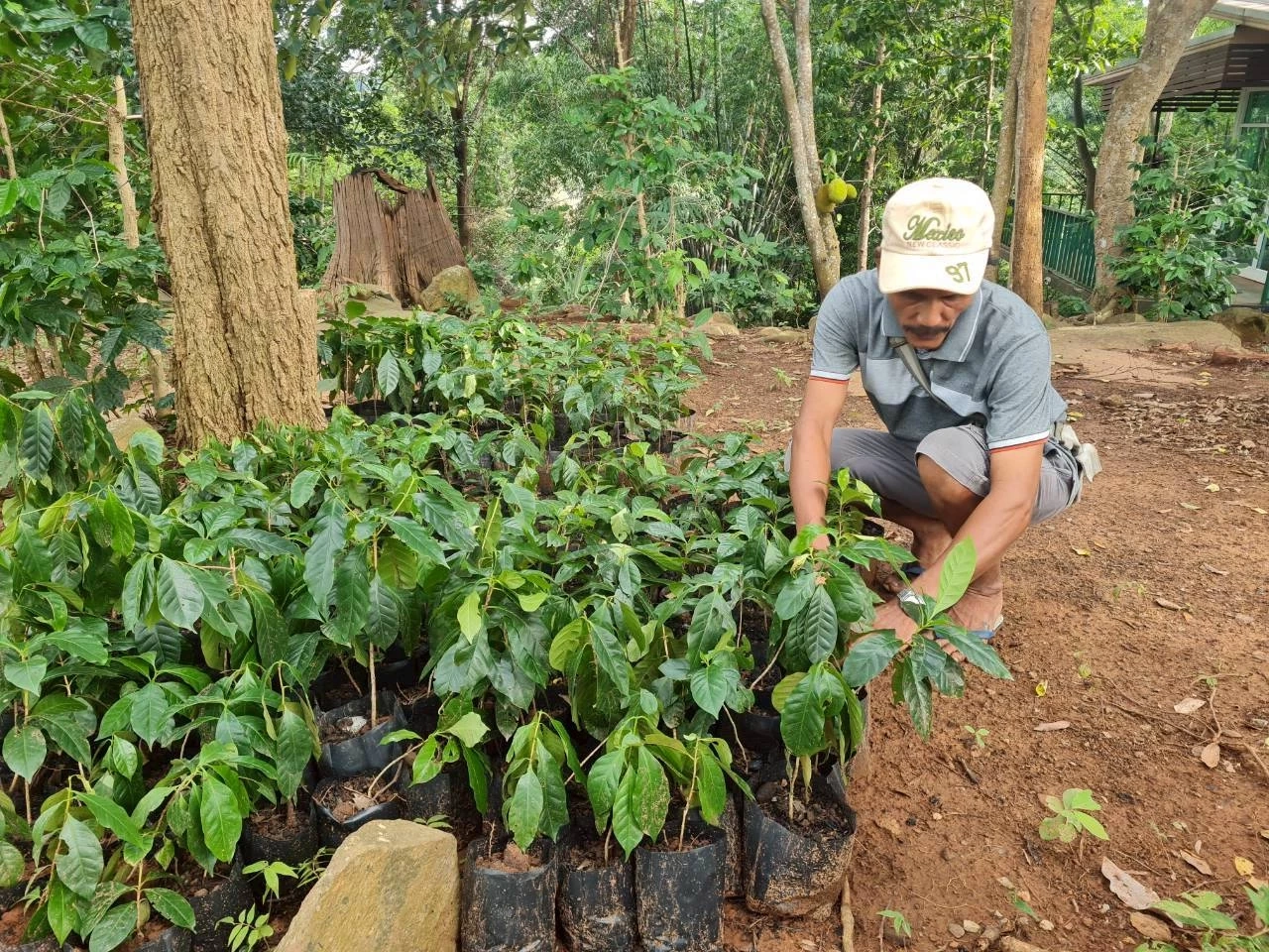 เปิดโมเดล \"สวนฆราวาส\" จากป่าดงมะไฟสู่กาแฟ GI ปลูกกาแฟกลางป่าเบญจพรรณ